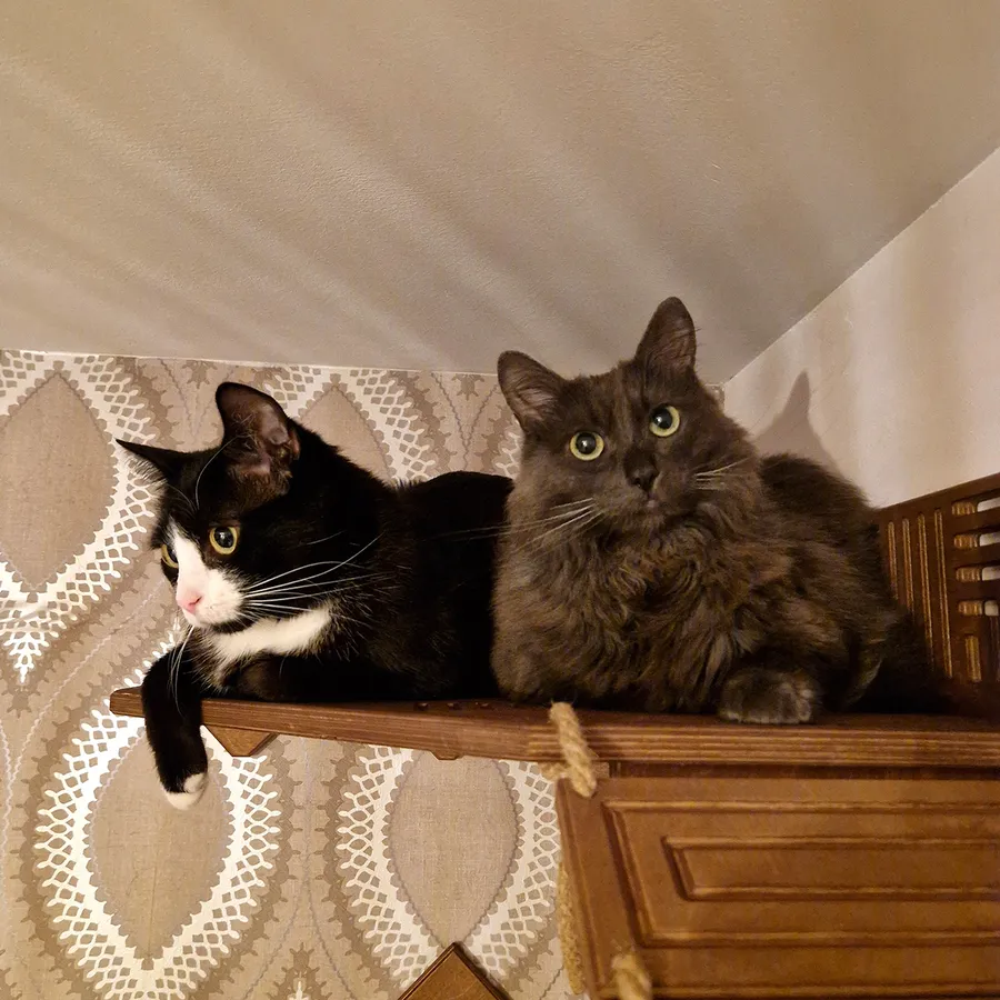 Cat Bridge Modern – grooved finish + 2 shelves - Image 7