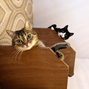 Modern Diamond cat shelf and bridge – stylish and sturdy wall-mounted climbing set for cats.