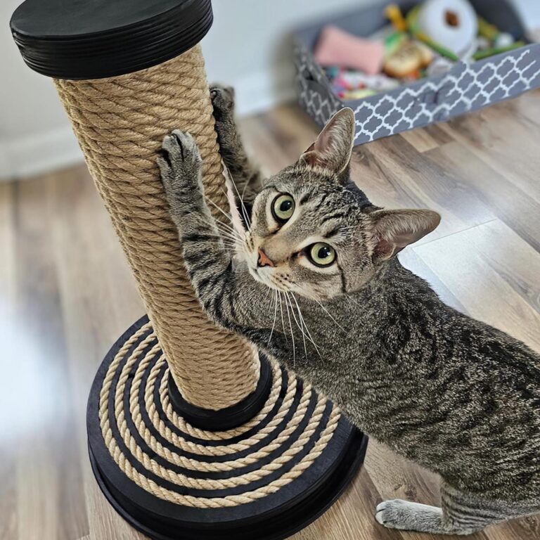 cat scratcher_xl