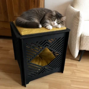 black cat box