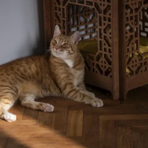 cat box geometrical